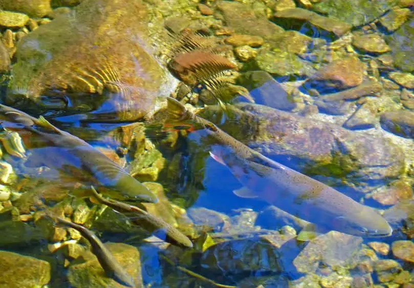 salmon-on-spawing-2