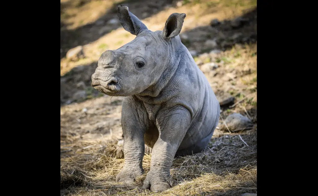 otto-lang-the-white-rhino-safari-west