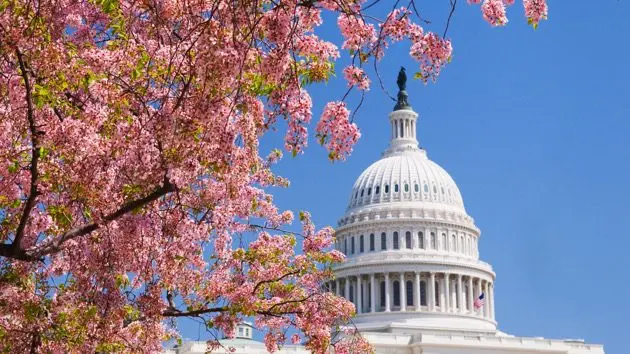 cherry-blossoms-in-front-of-capitol-building-in-washington-d-c
