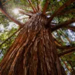 sequioa-redwood-tree-bark