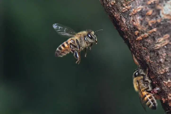close-up-of-bee-on-honey-bee