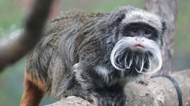 dallaszoo_monkey_013123875418