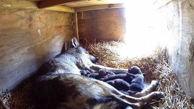 redwolfden_1685696420669_hpmain_16x9_992632076