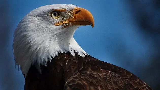 bald-eagle
