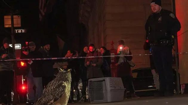 nyc-owl-2-ht-thg-230203415867