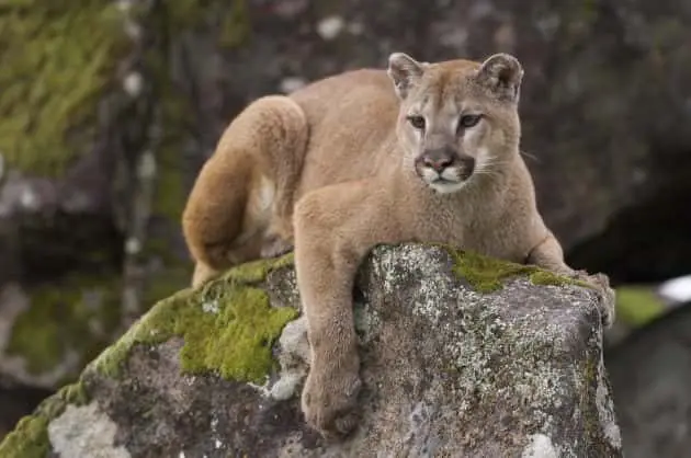 mountain-lion-e1532357778369