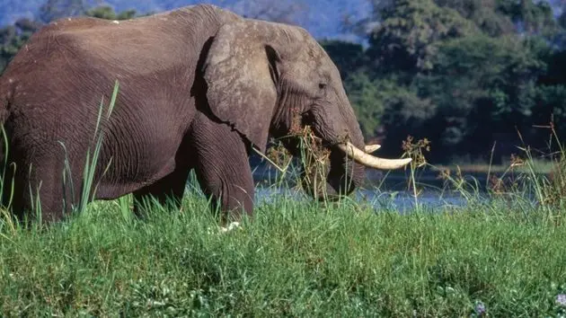 elephant-on-the-bank-of-the-zambezi-river