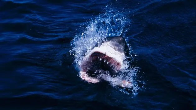 shark-with-open-mouth-on-the-water-surface