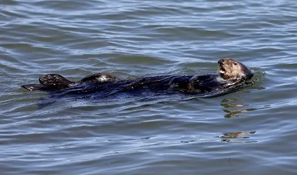 a-renegade-sea-otter-is-terrorizing-california-surfers