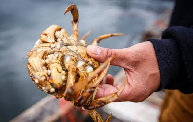 crab-in-fishermans-hand-e1540306166804