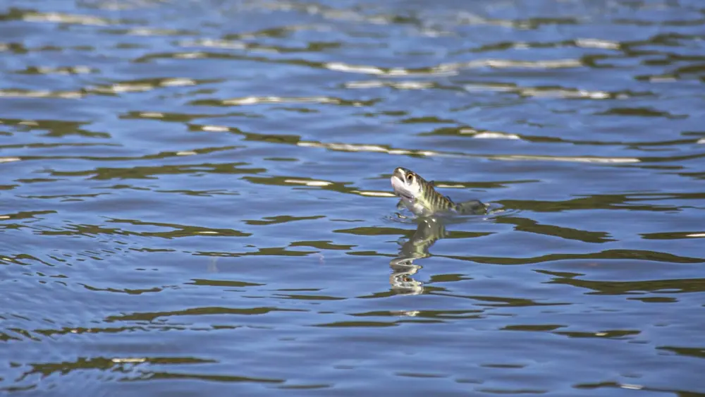 warming-rivers-dying-fish