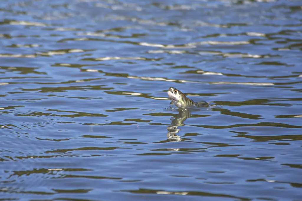 warming-rivers-dying-fish