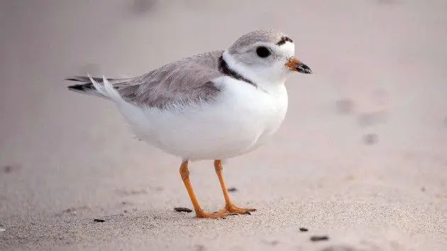 piping-plover-gty-lv-230104