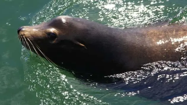 california-sea-lion-swimming-in-harbor