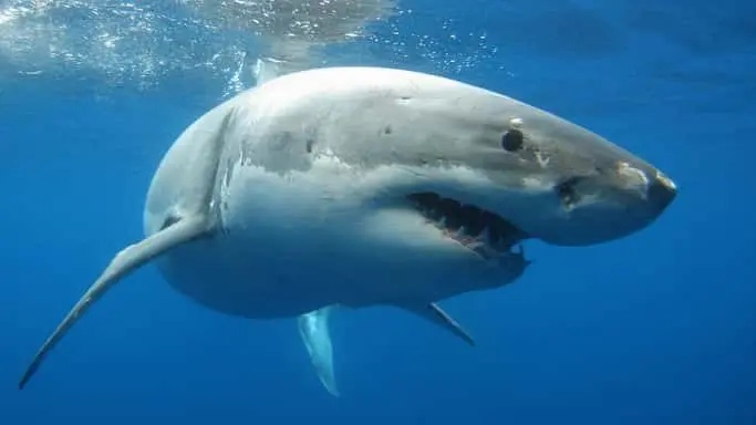 great-white-shark