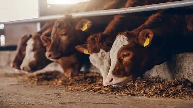 close-up-of-calves-on-animal-farm-eating-food-meat-industry-concept