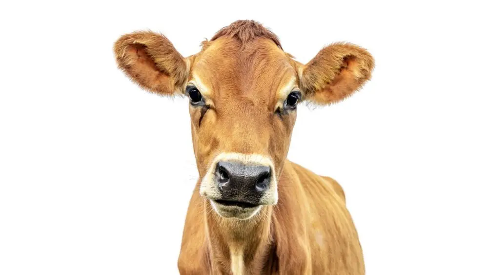 cowisolatedonwhitejerseyheadshotblacknosebrowncoat-2