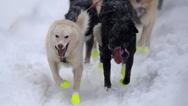 2020-iditarod-sled-dog-race