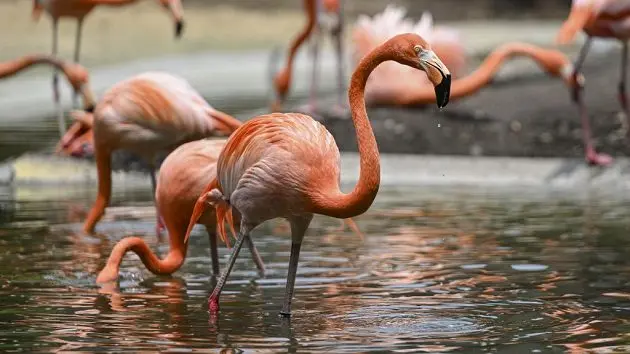 smithsonian-national-zoological-park-in-washington