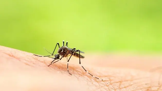 aedes-aegypti-or-yellow-fever-mosquito-sucking-blood-on-skinmacro-close-up-show-markings-on-its-legs-and-a-marking-in-the-form-of-a-lyre-on-the-upper-surface-of-its-thorax