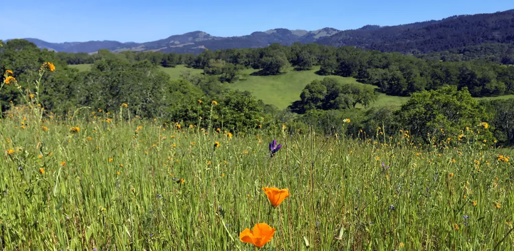 sonoma-valley-regional-park-sonoma-county-regional-parks