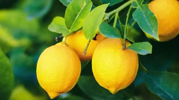 branch-of-lemons