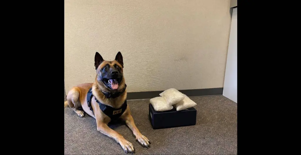 enzo-the-police-dog-next-to-confiscated-meth-santa-rosa-police