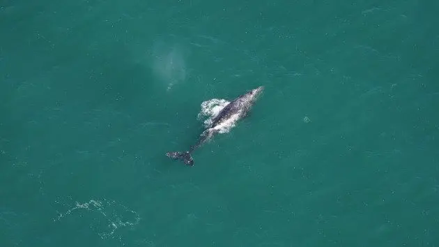 grey-whale-ht-jm-240306_1709750401818_hpmain923706