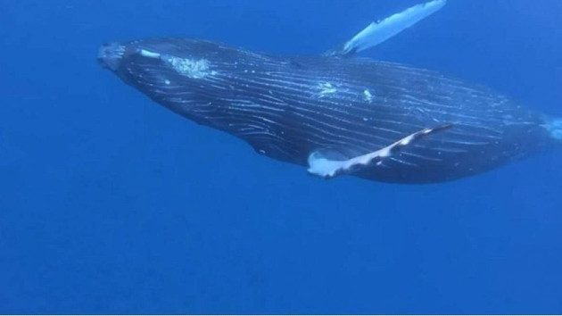 humpbackwhale_1678180894222_hpmain_16x9_99228129424852