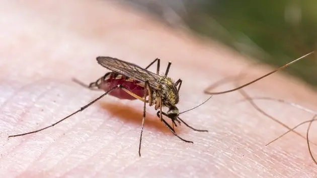 common-house-mosquito-drinking-blood-on-human-skin
