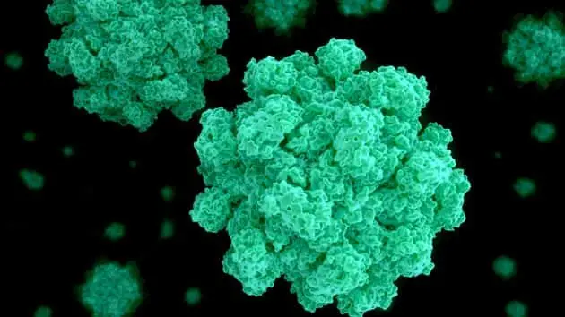 an-in-depth-view-of-the-norovirus