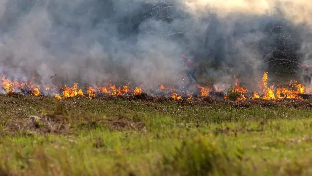 field-of-dying-maize-plants-by-climate-change