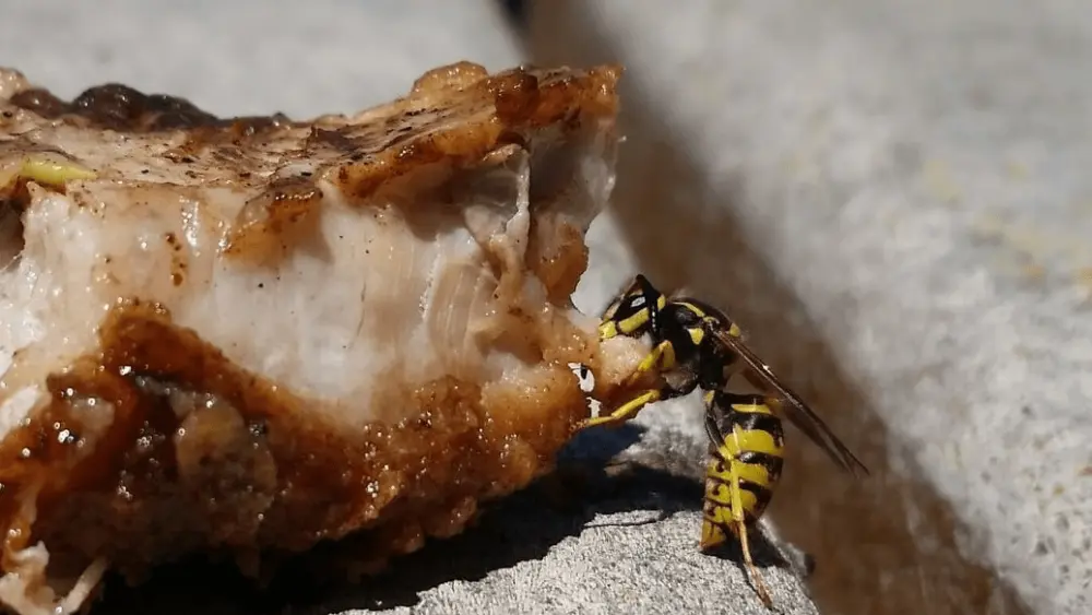 yellowjacket-marin-sonoma-mosquito-and-vector-control-district