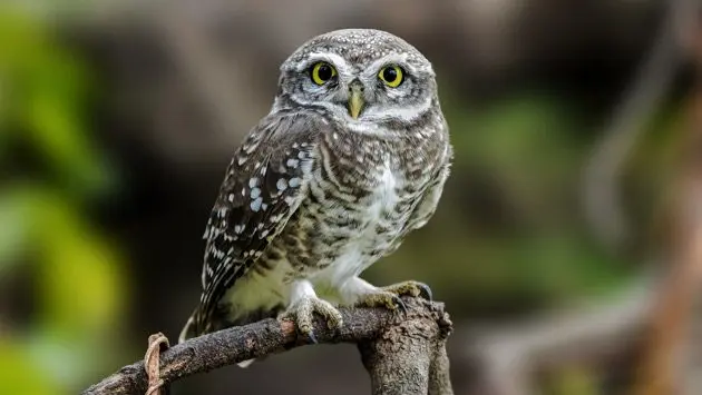 close-up-portrait-of-burrowing-owl-perching-on-branchsaswadmaharashtraindia