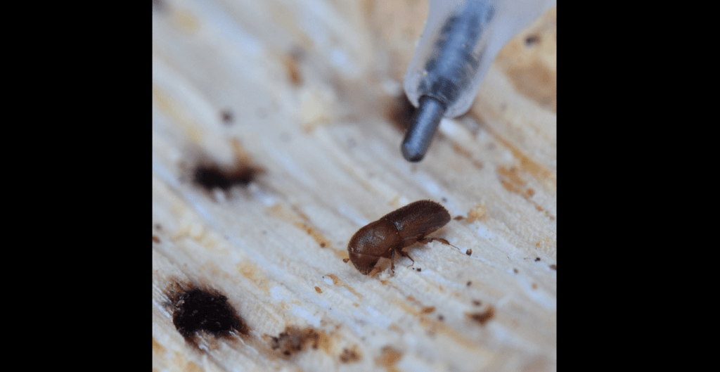 Oak Tree Killing Insect Found in West Santa Rosa | KSRO 103.5FM 96.9FM ...