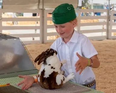 cs-fair-competitive-exhibits-033023-385x308-1235448