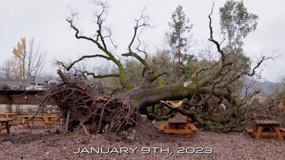 fallen-oak-tree-at-v-sattui-winery-facebook