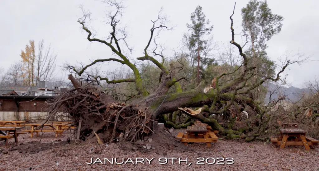 fallen-oak-tree-at-v-sattui-winery-facebook