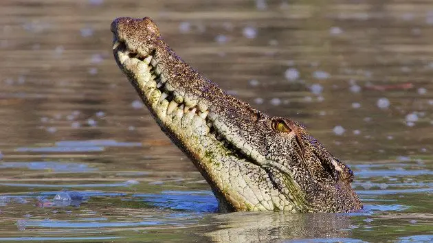 gettyrf_5323_crocodile42232