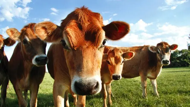 jersey-cows