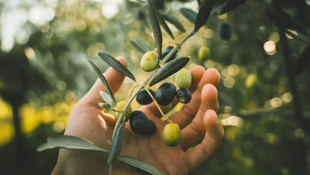 handpickinggreenandblackolivesonthebranchtree