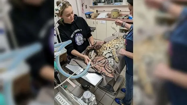 cincinnatianimalcare_serval_031223394507