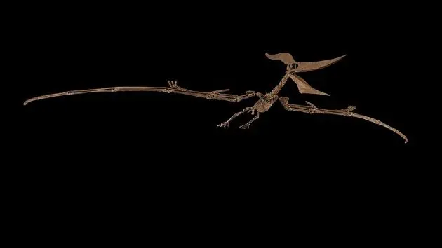 sotheby27s_pteranodonskeleton_071223427443