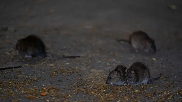 nyc-rat-sightings-higher-than-ever-before