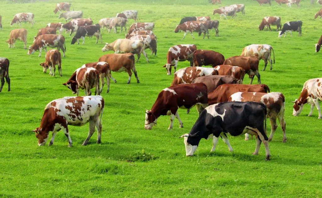 cowsgrazingonpasture