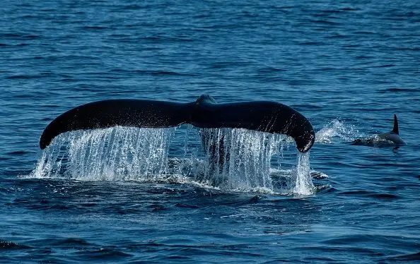 us-animal-ocean