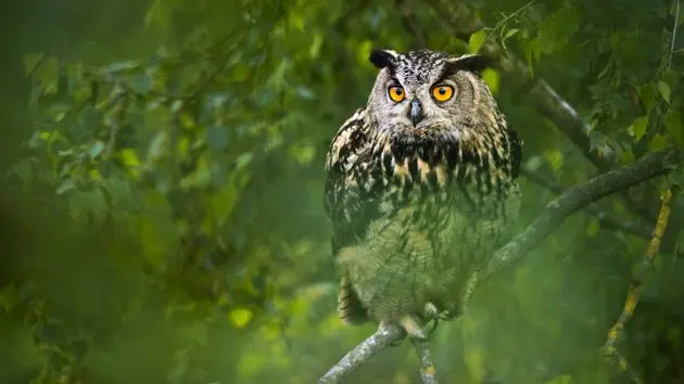 eurasian-eagle-owl