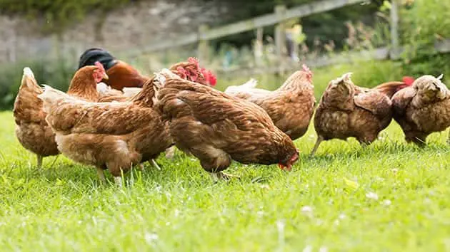 042617_thinkstock_chickens