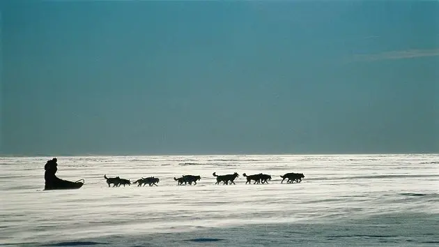 usa-alaska-iditarod-race-female-musher-racing-over-sea-ice