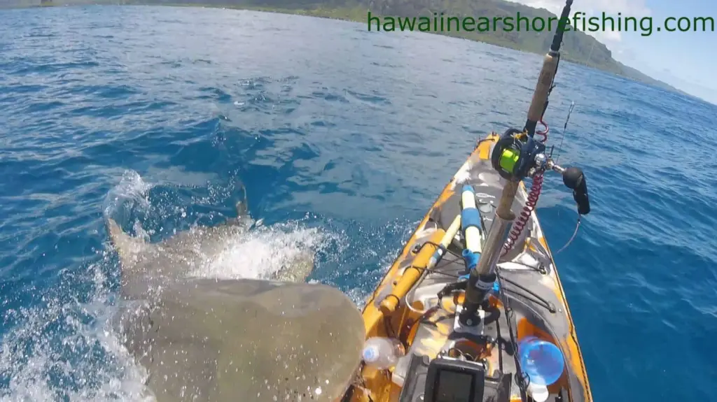 shark-attack-2-ht-bb-230515_1684156847567_hpembed_16x9_1600239978